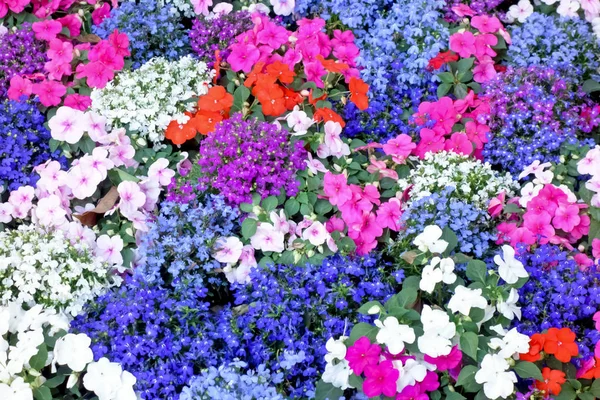 Well Kept Flowerbed Flowers Office Area — Stock Photo, Image