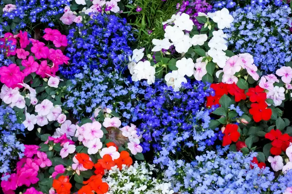 Flores Lecho Flores Bien Cuidadas Área Oficina —  Fotos de Stock