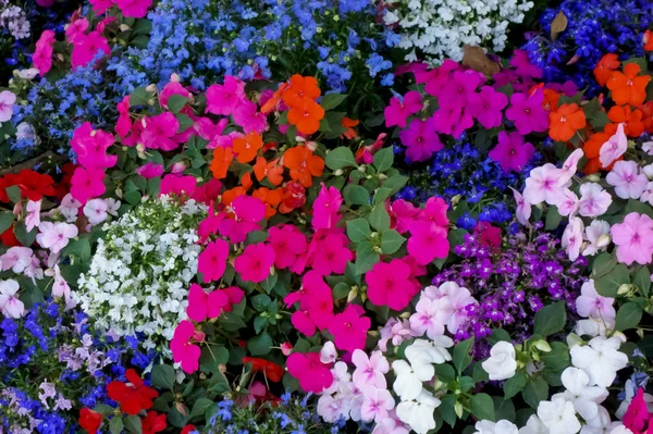 Flores Lecho Flores Bien Cuidadas Área Oficina — Foto de Stock