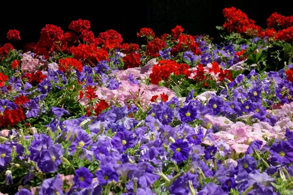 Flores Lecho Flores Bien Cuidadas Área Oficina — Foto de Stock