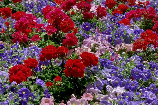 Flores Lecho Flores Bien Cuidadas Área Oficina —  Fotos de Stock