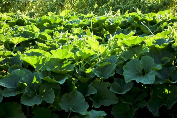 Une Feuille Bouffie Épaisse Comme Buisson — Photo