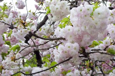 Parlak ve zarif kiraz çiçekleri