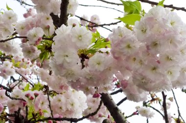 Parlak ve zarif kiraz çiçekleri