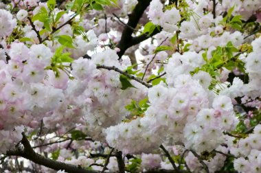 Parlak ve zarif kiraz çiçekleri