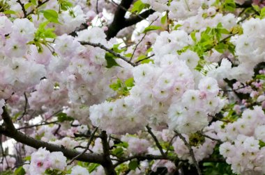 Parlak ve zarif kiraz çiçekleri