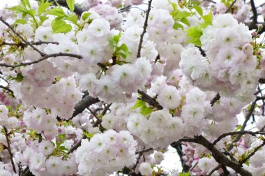 Parlak ve zarif kiraz çiçekleri