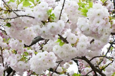 Parlak ve zarif kiraz çiçekleri