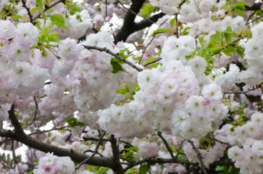 Parlak ve zarif kiraz çiçekleri