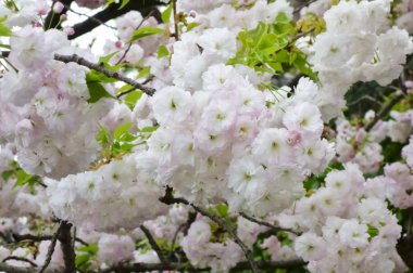 Parlak ve zarif kiraz çiçekleri