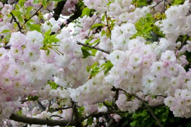 Parlak ve zarif kiraz çiçekleri