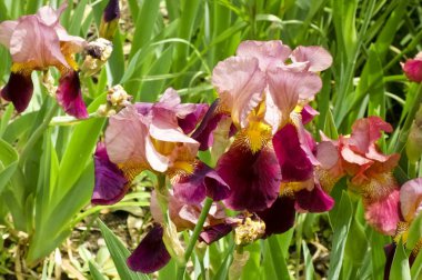 Sahil parkı çiçek bahçesi