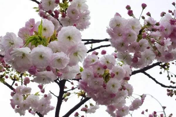 Fleurs Cerisier Brillantes Gracieuses — Photo