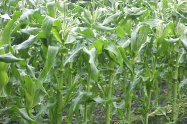 Bakımlı mısır tarlası                               