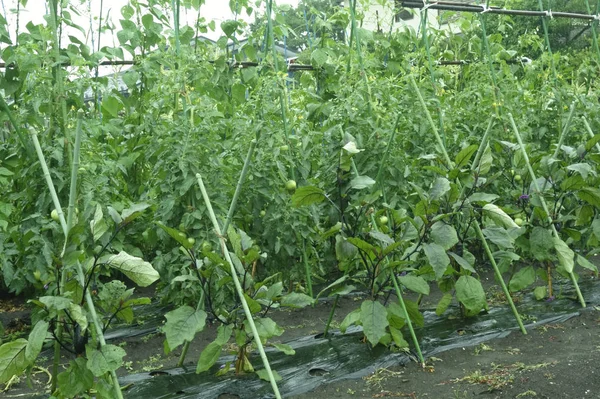 Zustand Des Gepflegten Tomatenfeldes — Stockfoto