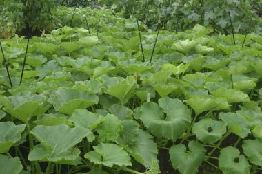 Alanın gür yeşil yaprakları