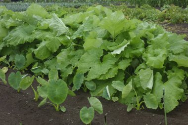 Alanın gür yeşil yaprakları