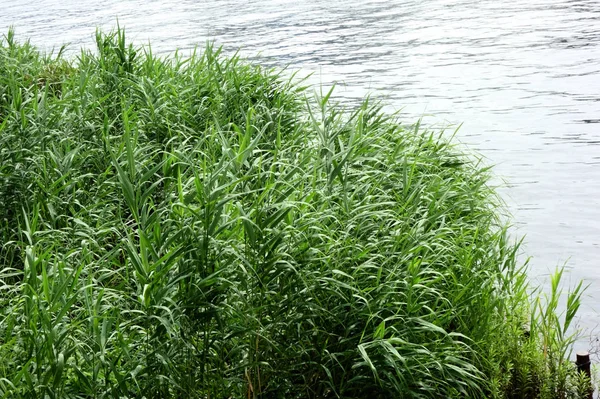 Las Malas Hierbas Que Crecen Orilla Del Río —  Fotos de Stock