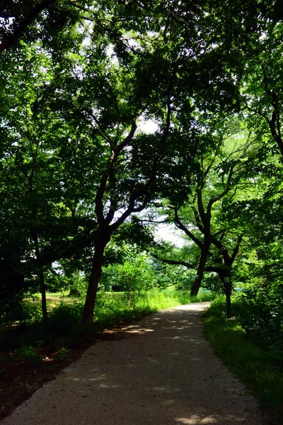 Wald Mit Frischem Grün Bedeckt — Stockfoto