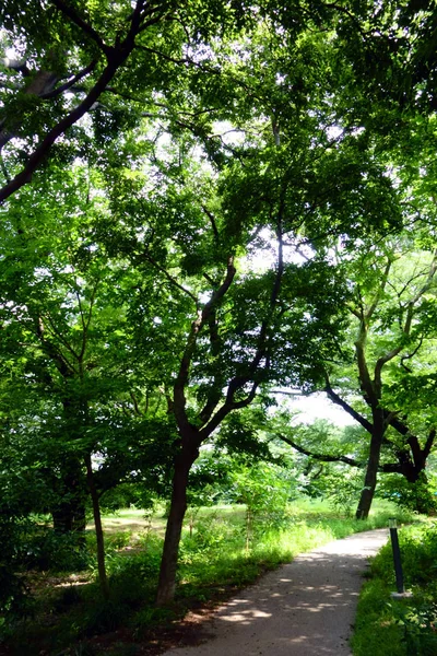Wald Mit Frischem Grün Bedeckt — Stockfoto