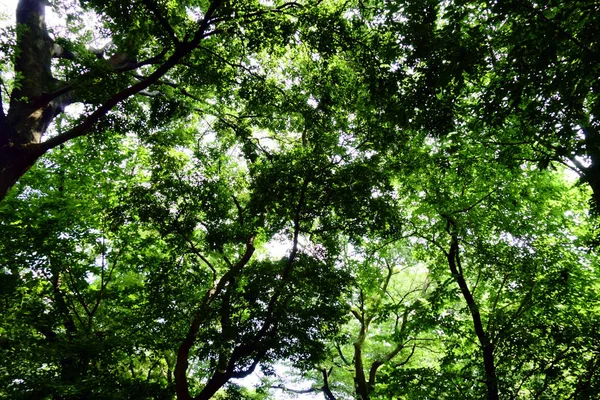Floresta Coberta Verde Fresco — Fotografia de Stock