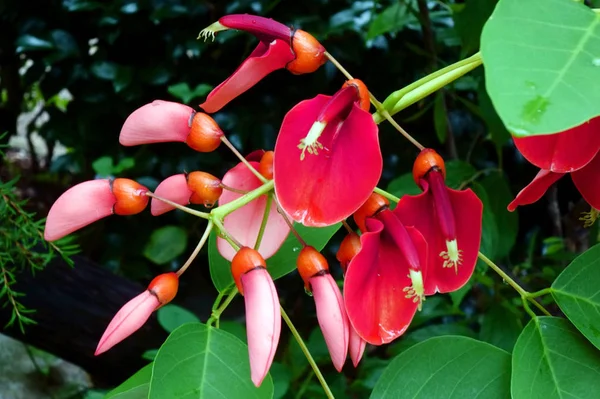 Flor Misteriosa Sem Nome Vermelho — Fotografia de Stock