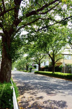 Banliyöler boyunca bir dizi ağaç                               