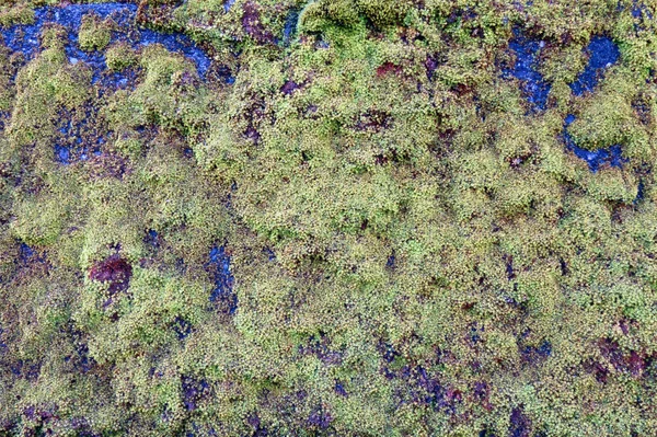 幻想的で抽象的な苔の表面パターン — ストック写真