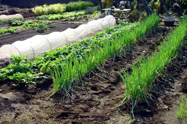 Champ Propre Bien Rangé Avec Verdure Fraîche — Photo