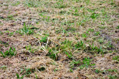 Tokyo 'nun boş bölgelerinde yabani otlar ve çimenler