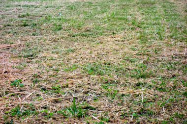 Tokyo 'nun boş bölgelerinde yabani otlar ve çimenler