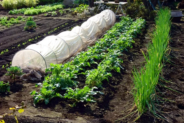 Champ Bien Organisé Avec Verdure Fraîche — Photo