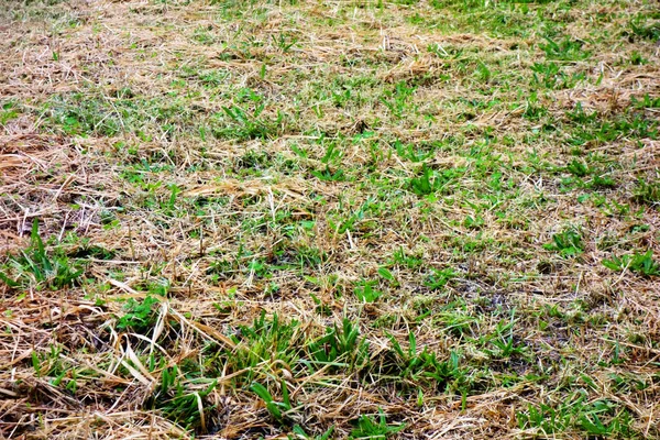 Weeds Lawns Vacant Areas Tokyo — Stock Photo, Image