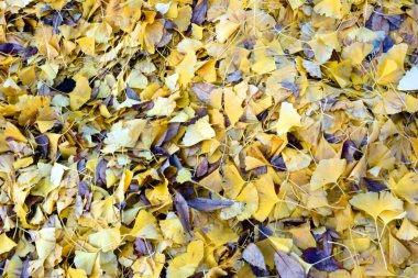 Ginkgo yaprakları muhteşem sarı bir parkta                               