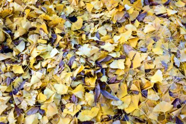 Ginkgo yaprakları muhteşem sarı bir parkta                               