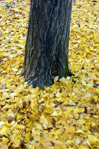 Ginkgo Laubblätter Einem Wunderschönen Gelben Park — Stockfoto