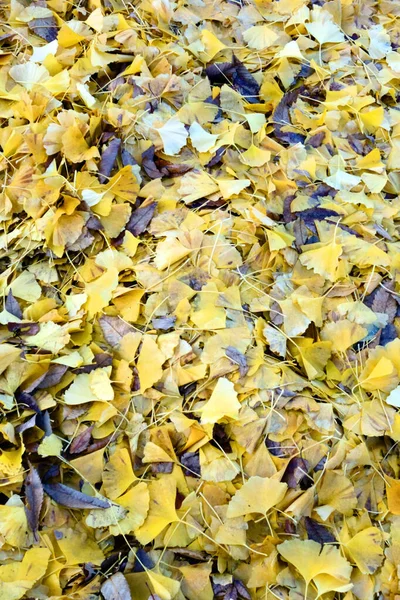 Ginkgo Laubblätter Einem Wunderschönen Gelben Park — Stockfoto