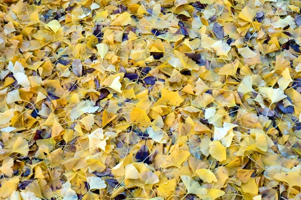 Ginkgo Hojas Caducas Hermoso Parque Amarillo —  Fotos de Stock