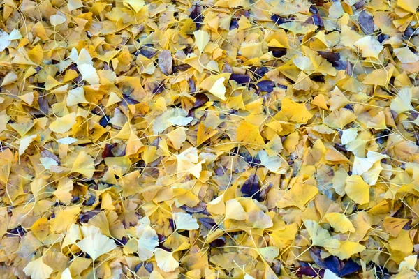 Ginkgo Laubblätter Einem Wunderschönen Gelben Park — Stockfoto