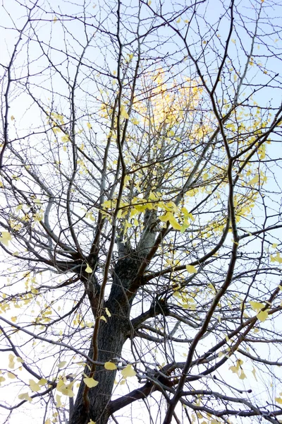 Silhouette Fines Branches Brillantes Dans Ciel Fin Automne — Photo