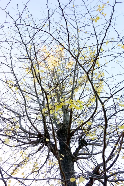 晩秋の空に輝く細い枝のシルエット — ストック写真