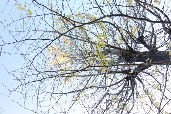 Silhueta Ramos Finos Que Brilham Céu Outono Atrasado — Fotografia de Stock