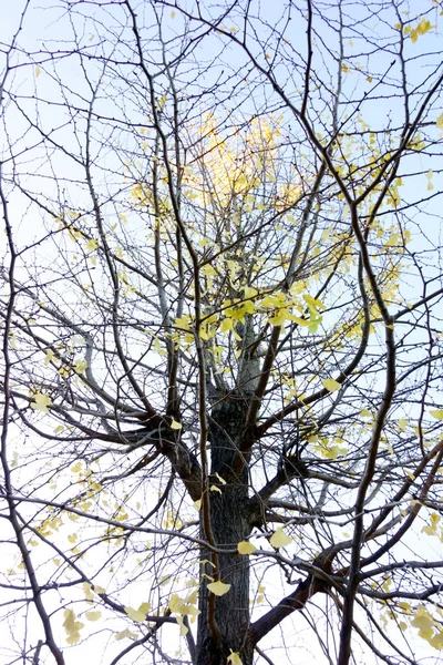 Silhouette Thin Branches Shining Late Autumn Sky — Stock Photo, Image