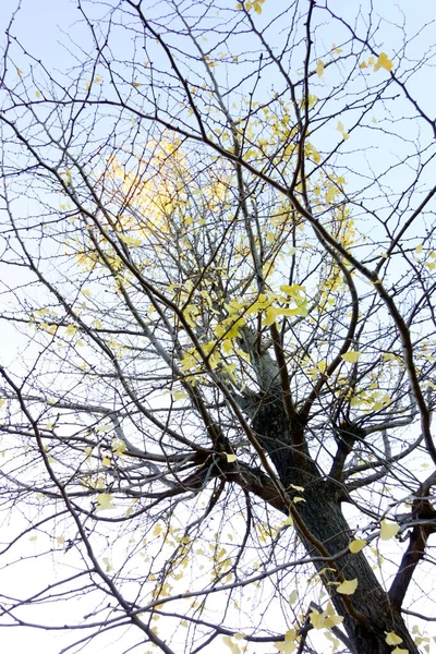 Silhueta Ramos Finos Que Brilham Céu Outono Atrasado — Fotografia de Stock