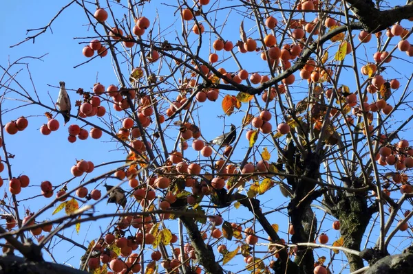 秋の味覚 柿の実を摘む小鳥 — ストック写真