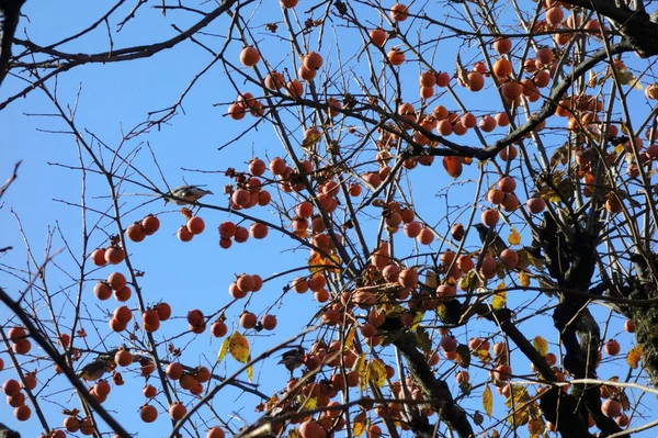 Sabor Outono Passarinhos Bicando Frutos Caqui — Fotografia de Stock