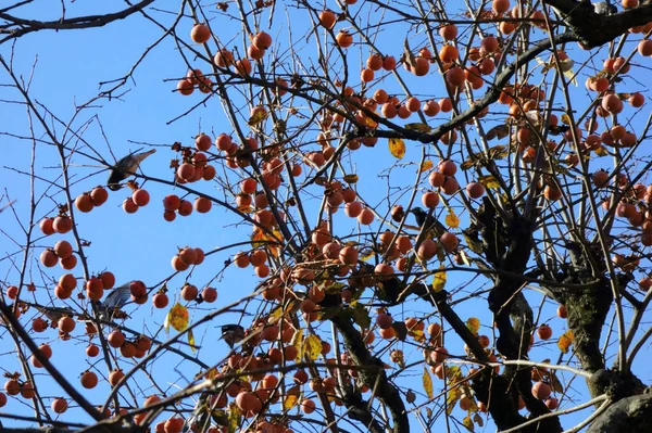 Goût Automne Petits Oiseaux Picorant Kaki — Photo