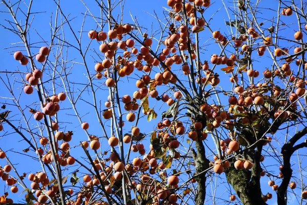 Taste Autumn Little Birds Pecking Persimmon Fruit — Stock Photo, Image