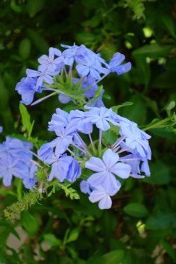 Menekşeler gibi parlak ve güzel mor çiçekler.