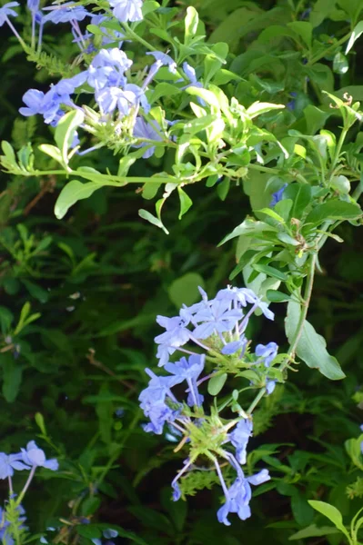 Violette Bloemen Die Glanzend Mooi Als Viooltjes Zijn — Stockfoto